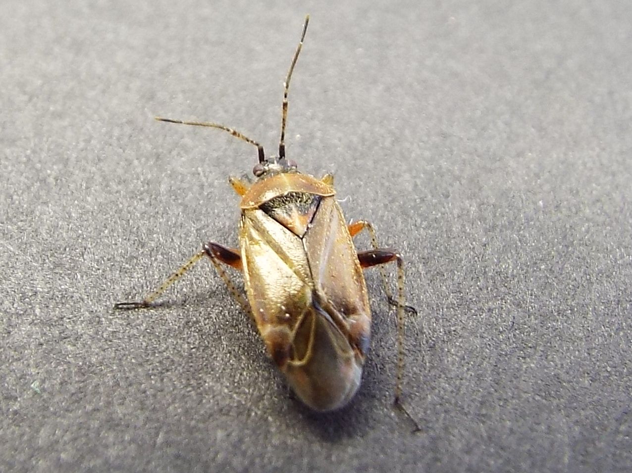 Miridae da identificare:  Harpocera thoracica