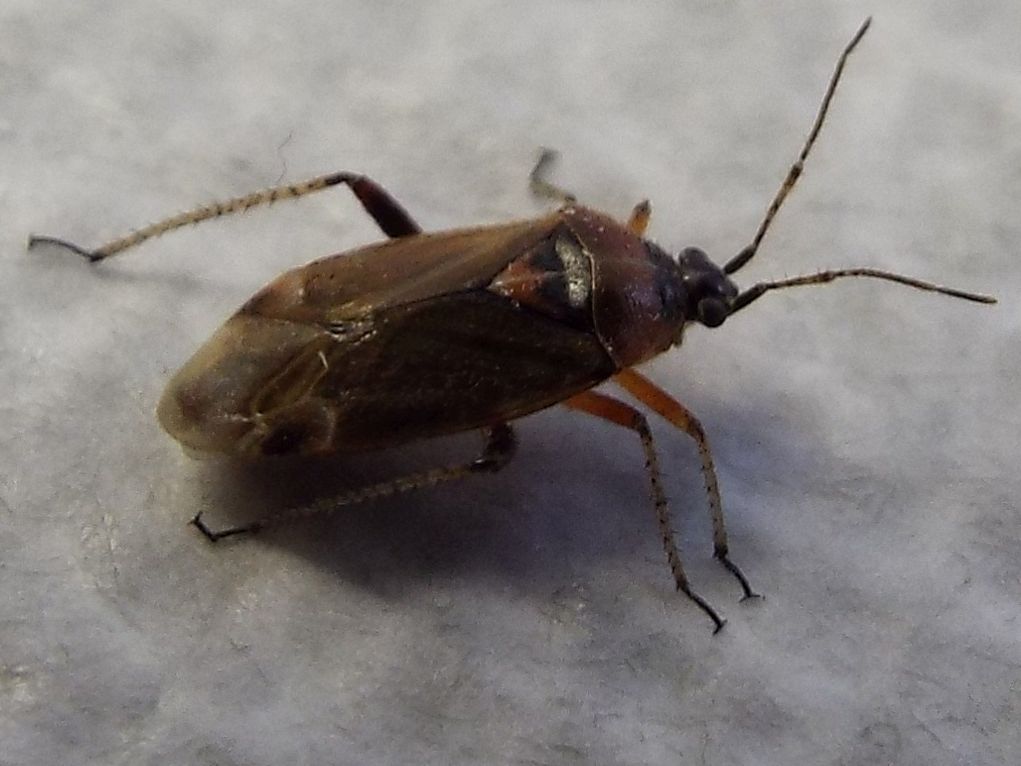 Miridae da identificare:  Harpocera thoracica