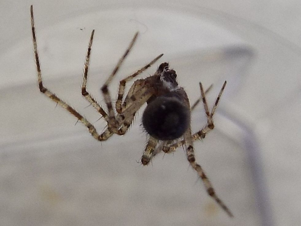 Theridiidae: Theridion sp., maschio