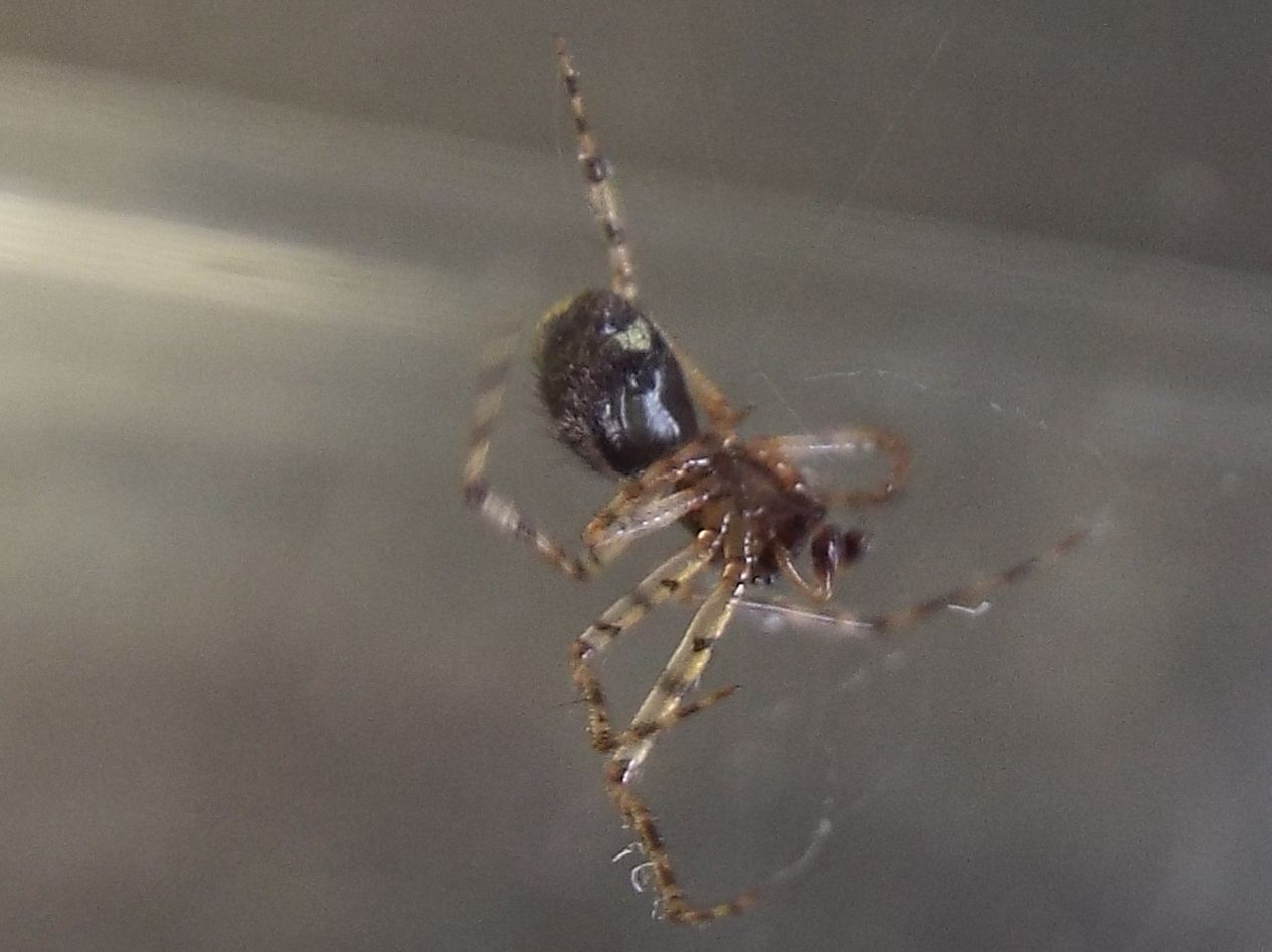 Theridiidae: Theridion sp., maschio