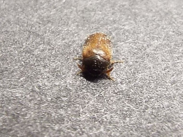 Dermestidae: Attagenus cfr. unicolor