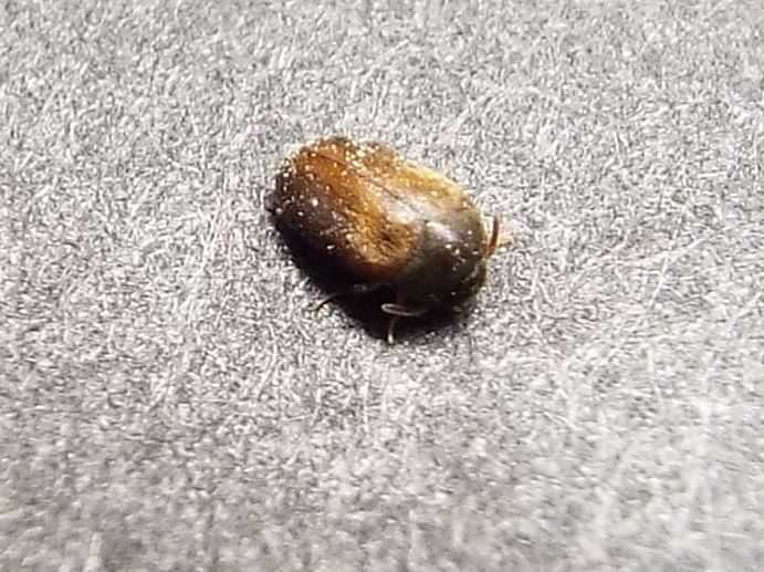 Dermestidae: Attagenus cfr. unicolor