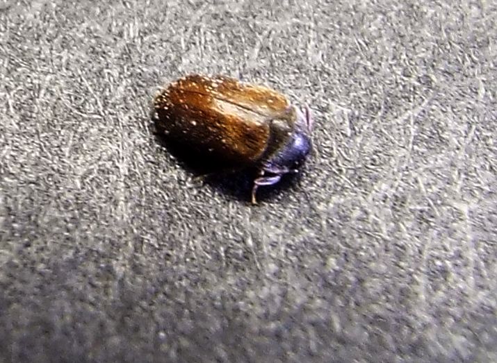 Dermestidae: Attagenus cfr. unicolor