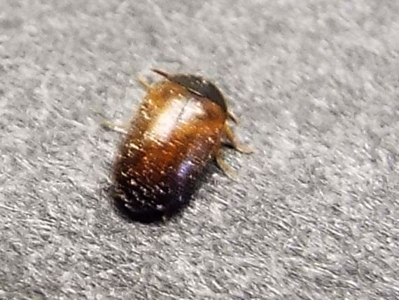 Dermestidae: Attagenus cfr. unicolor