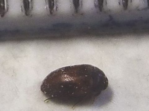 Dermestidae: Attagenus cfr. unicolor