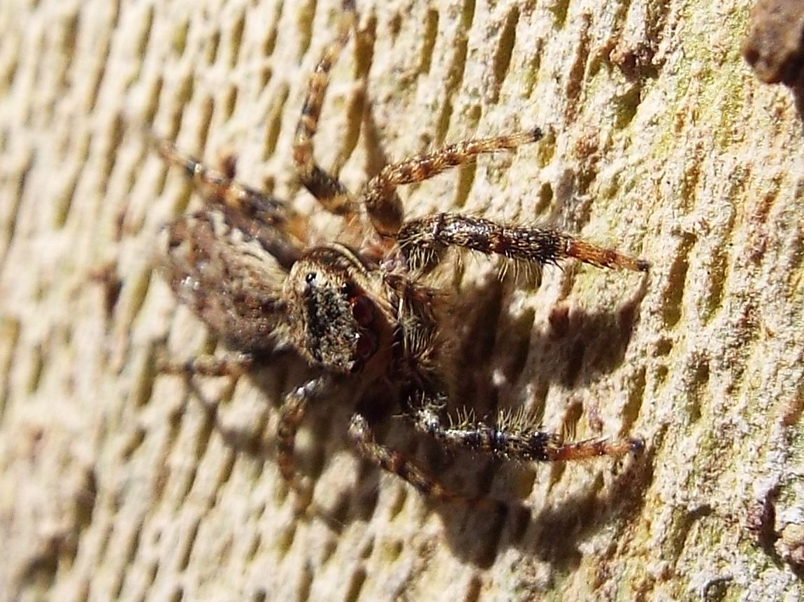 Salticidae: Marpissa muscosa  - Melegnano (MI)