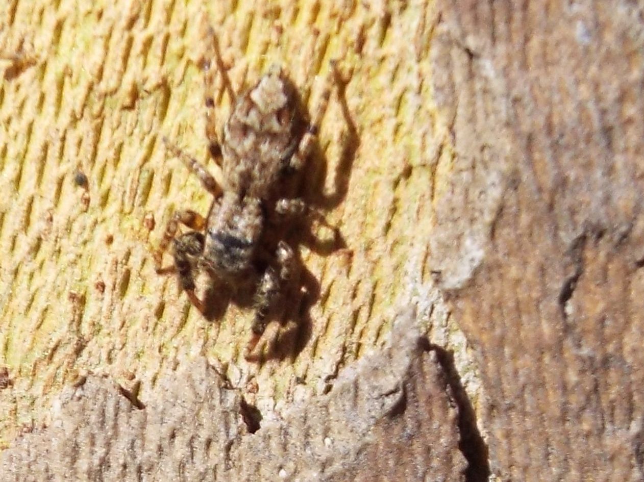 Salticidae: Marpissa muscosa  - Melegnano (MI)