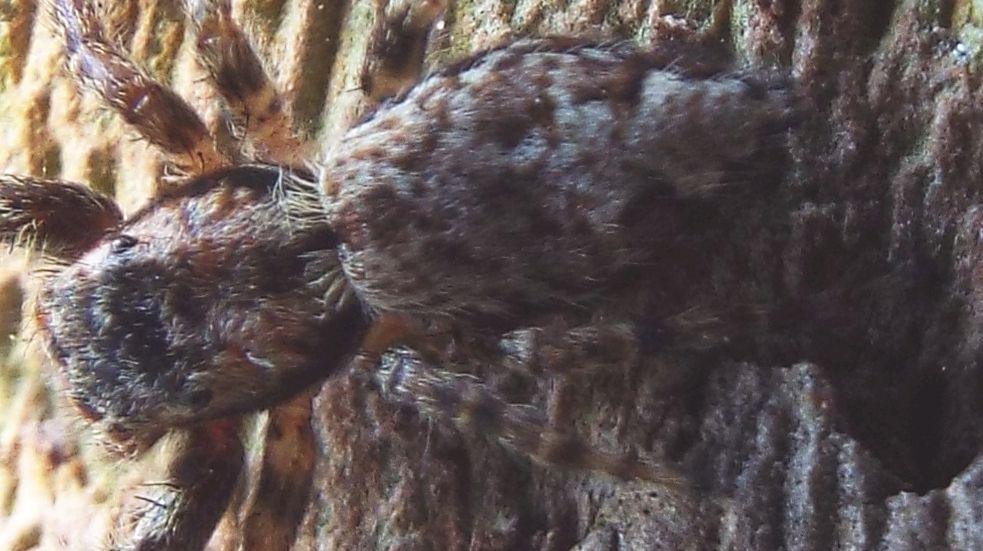 Salticidae: Marpissa muscosa  - Melegnano (MI)