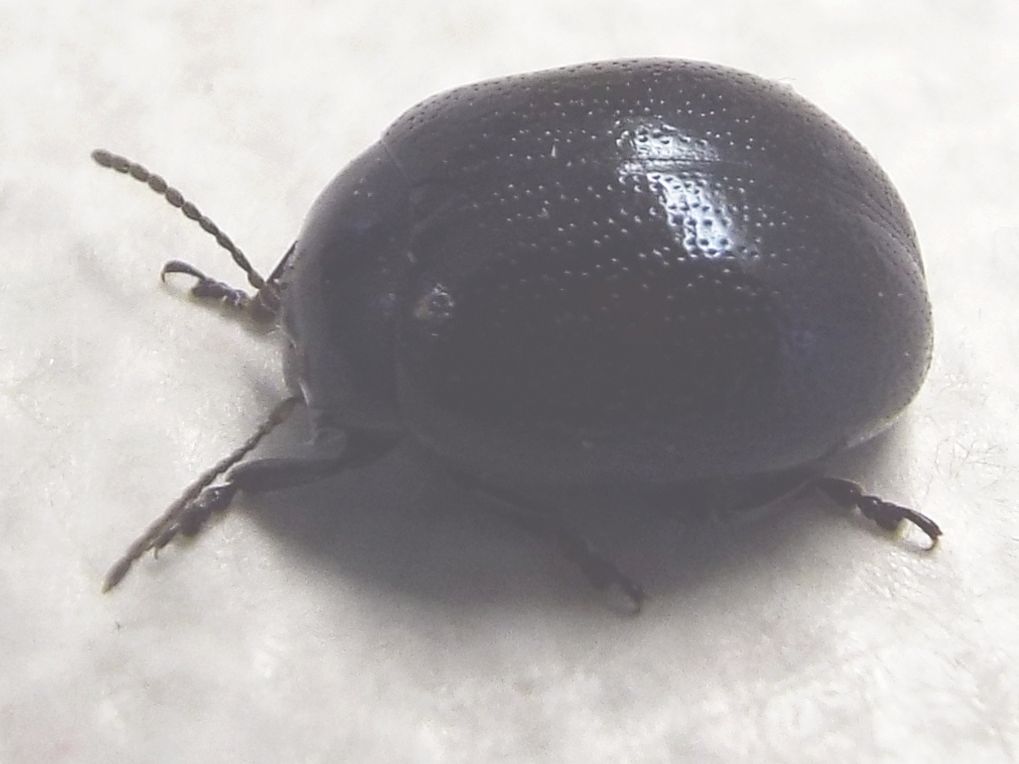 Chrysolina haemoptera, Chrysomelidae
