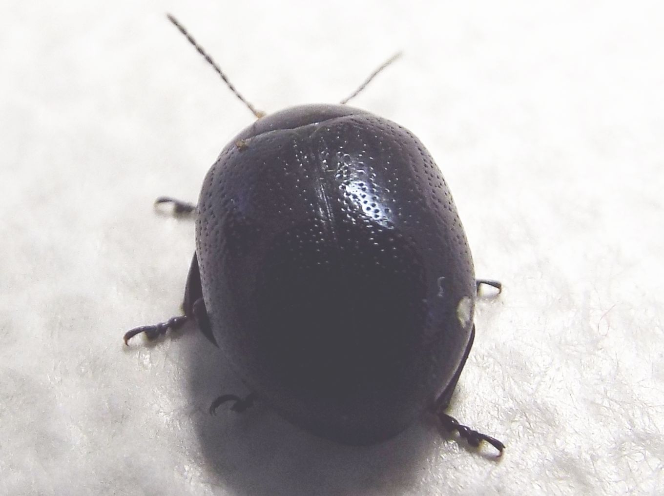 Chrysolina haemoptera, Chrysomelidae