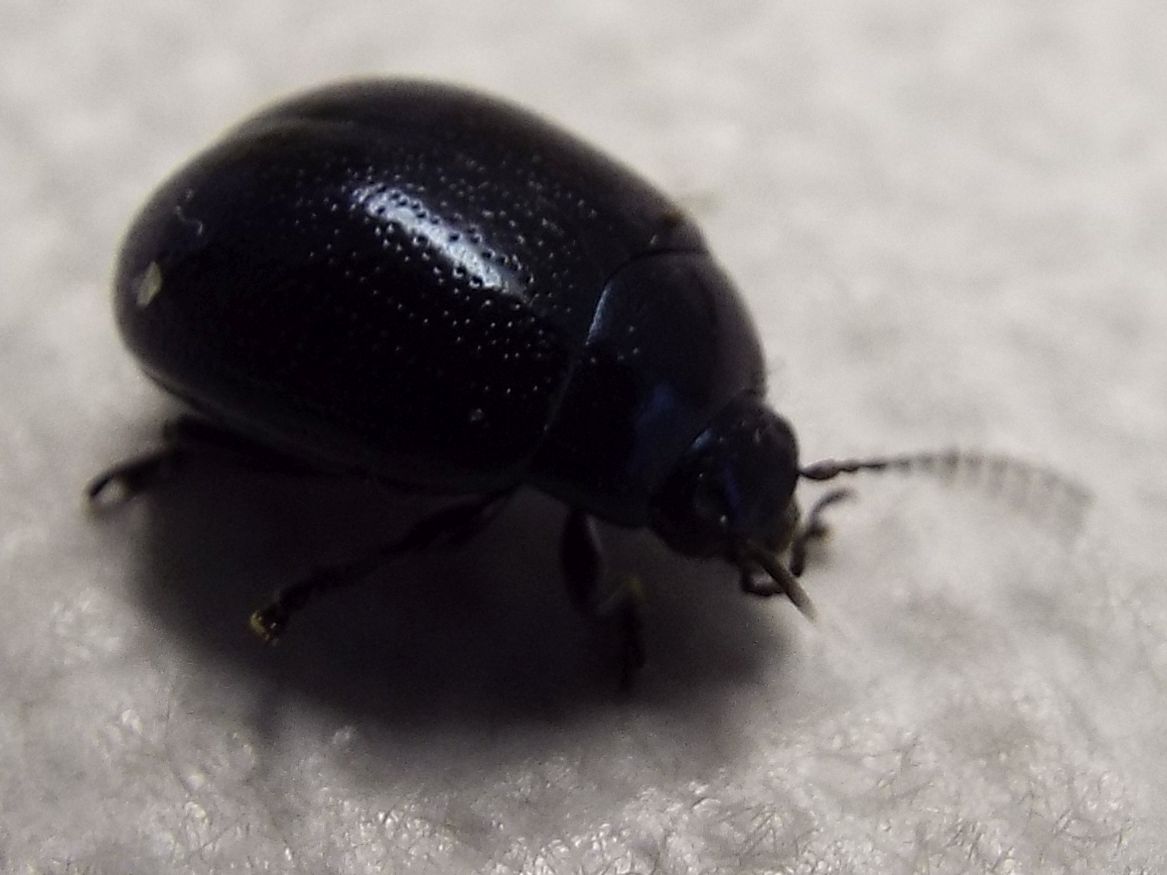 Chrysolina haemoptera, Chrysomelidae