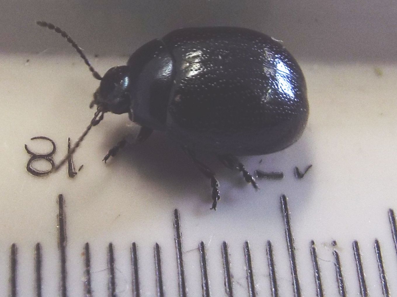 Chrysolina haemoptera, Chrysomelidae