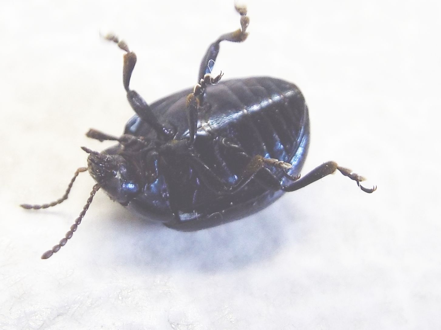 Chrysolina haemoptera, Chrysomelidae