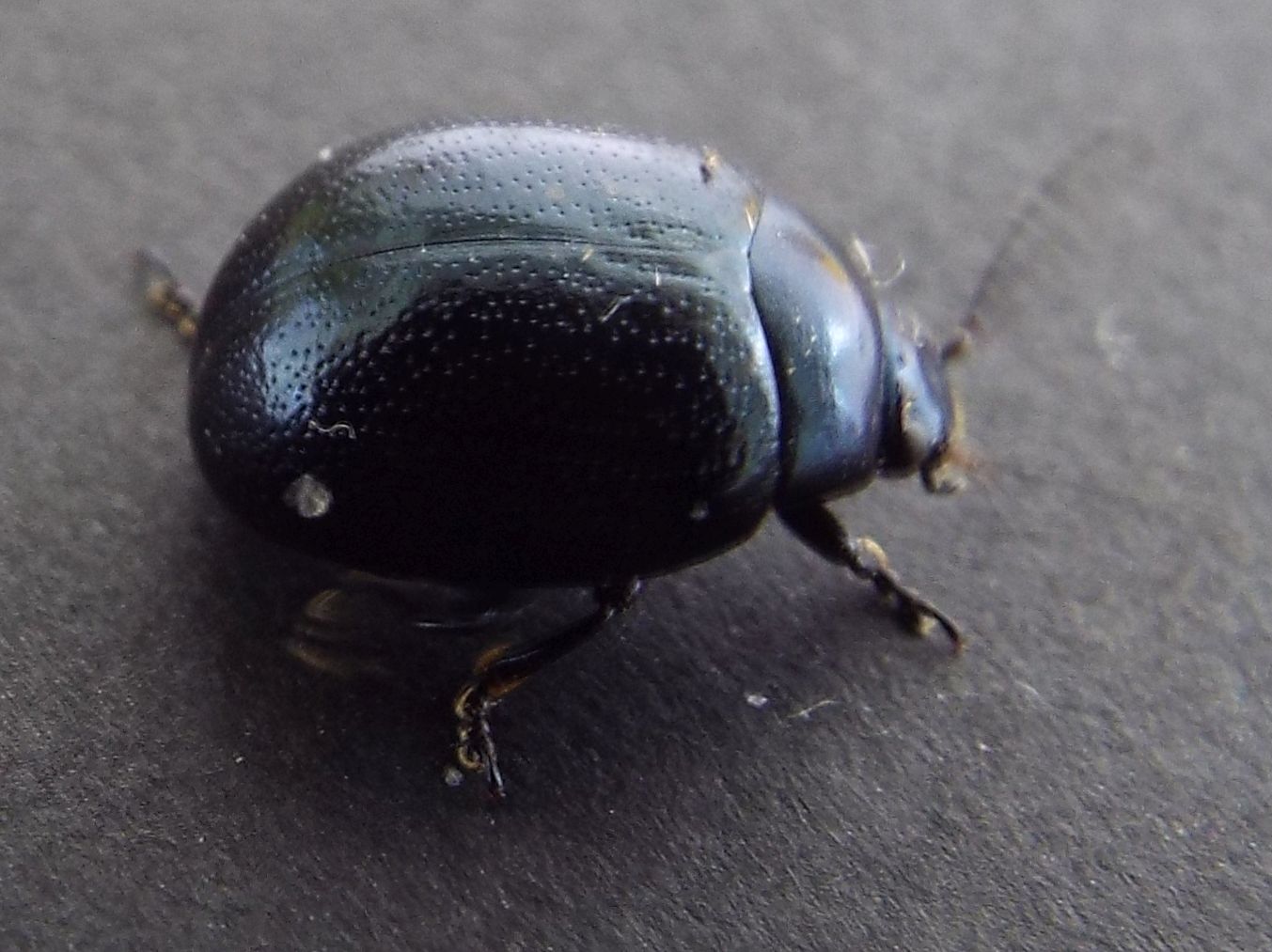 Chrysolina haemoptera, Chrysomelidae