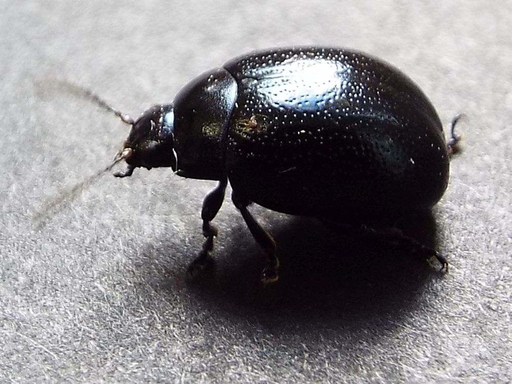 Chrysolina haemoptera, Chrysomelidae