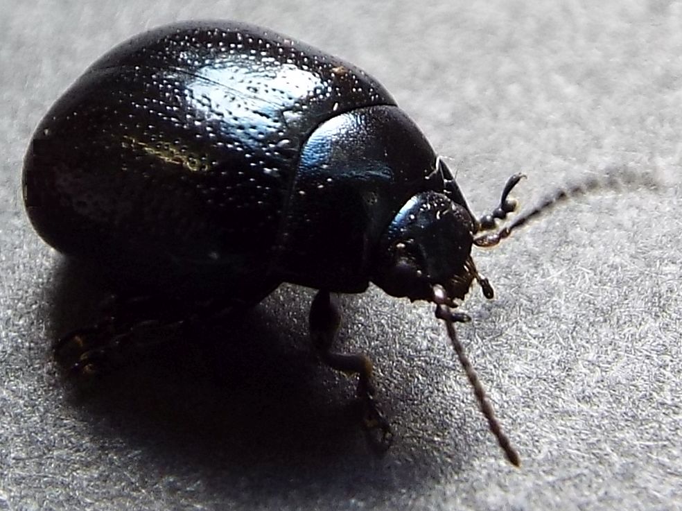Chrysolina haemoptera, Chrysomelidae