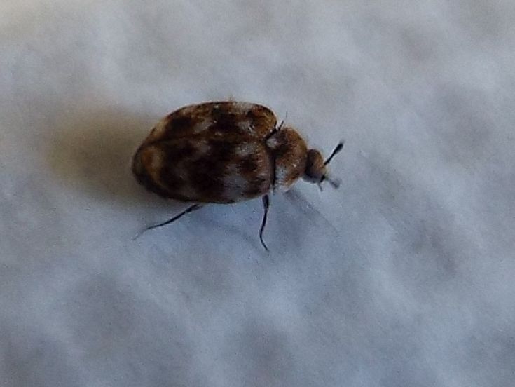 Dermestidae: Anhtrenus verbasci