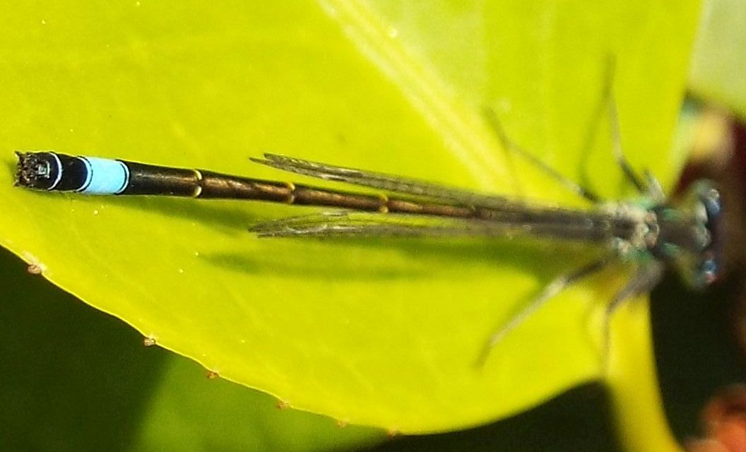 Ischnura elegans, maschio  (Coenagrionidae)