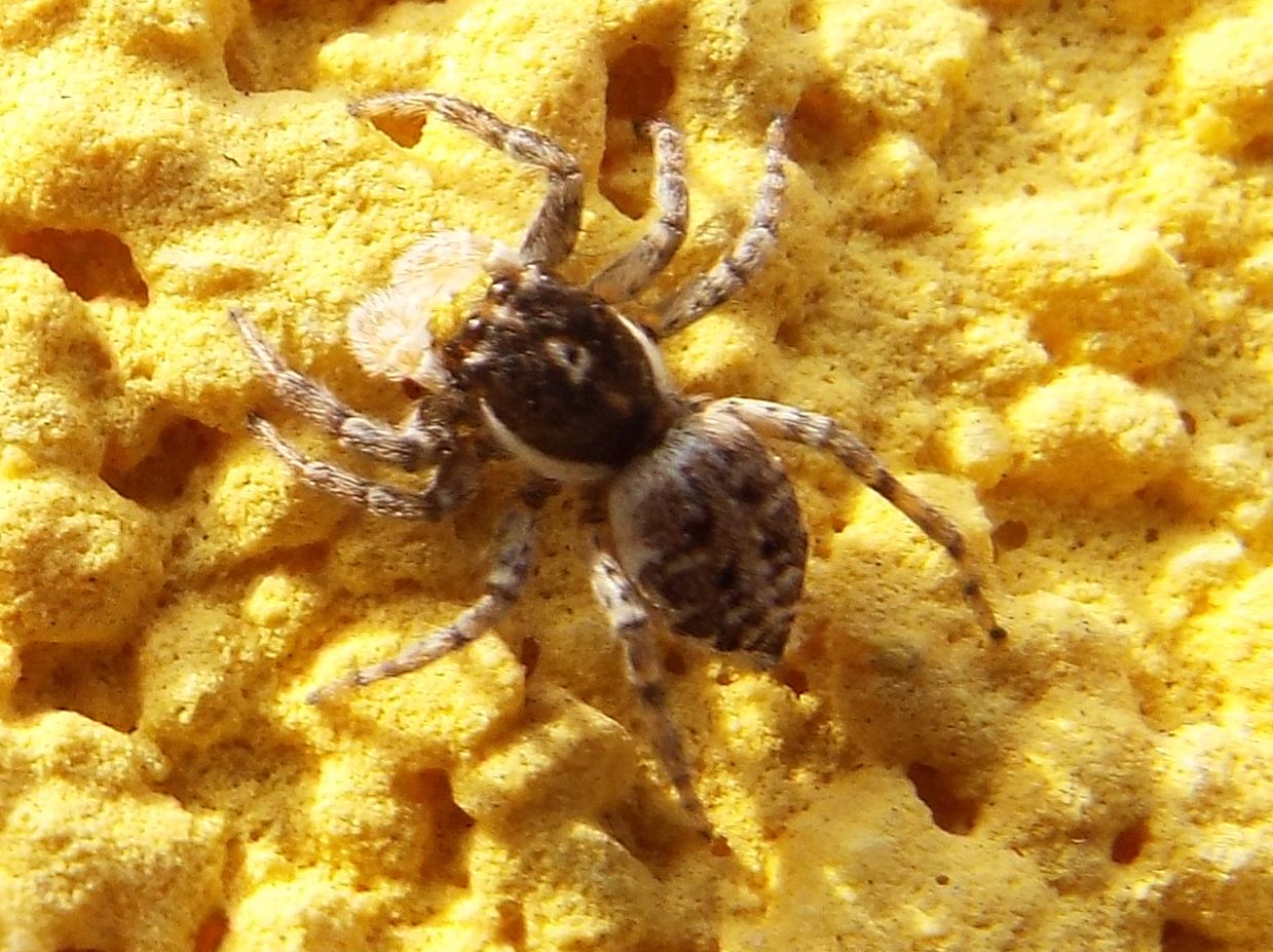 Salticidae: Menemerus semilimbatus, femmina  - Cazzago Brabbia (VA)