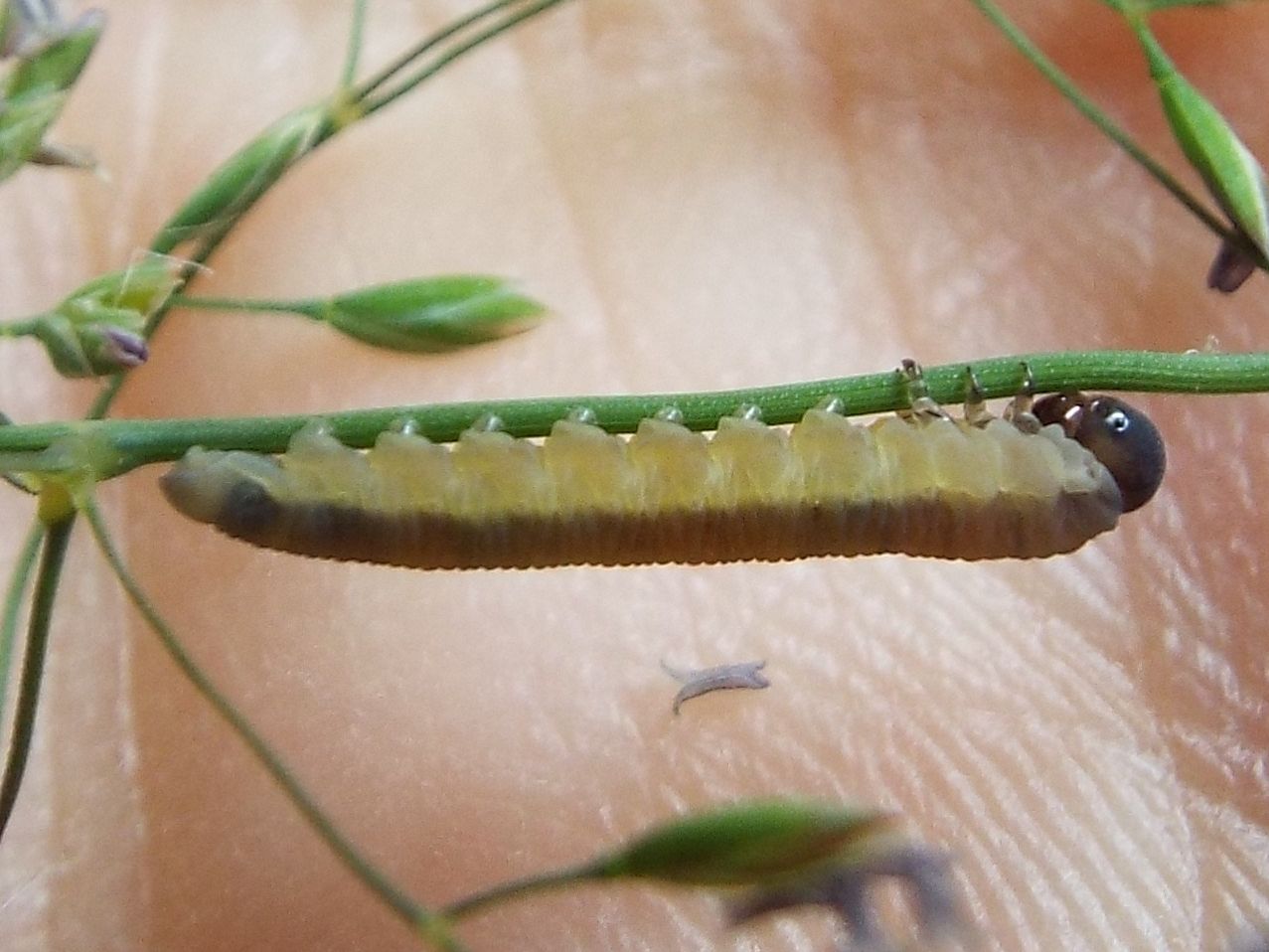 Larva di  Tenthredinidae o Argidae