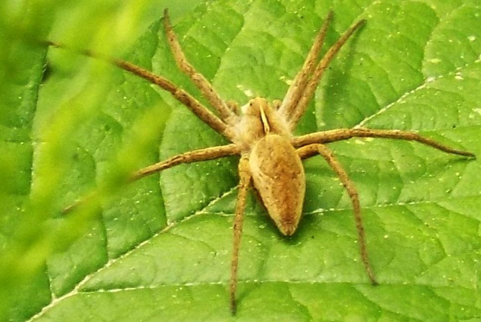 Pisauridae: Pisaura sp. -  Cazzago Brabbia (VA)