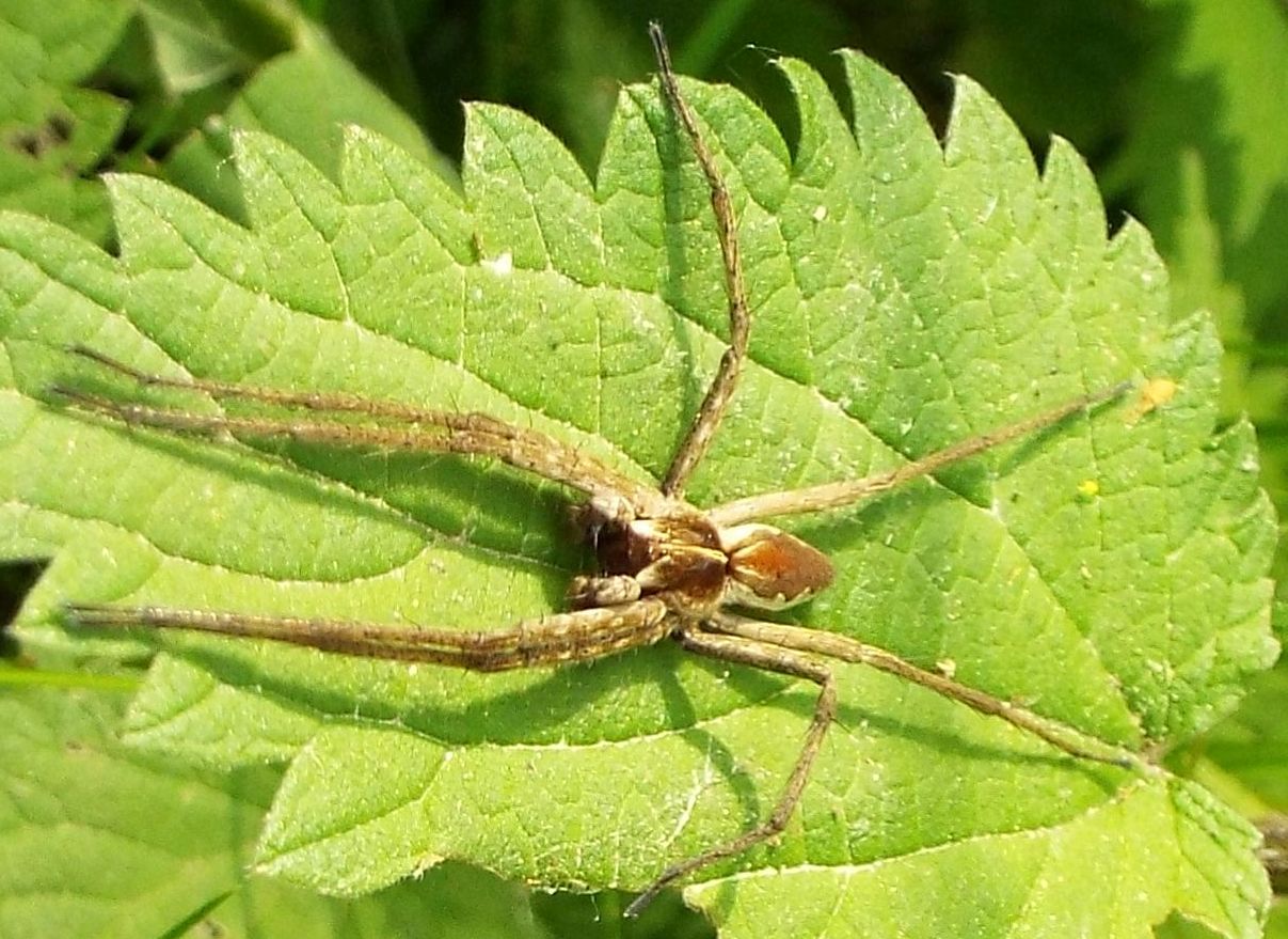 Pisauridae: Pisaura sp. -  Cazzago Brabbia (VA)