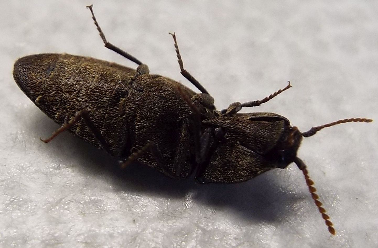 Elateridae:  Agrypnus murinus