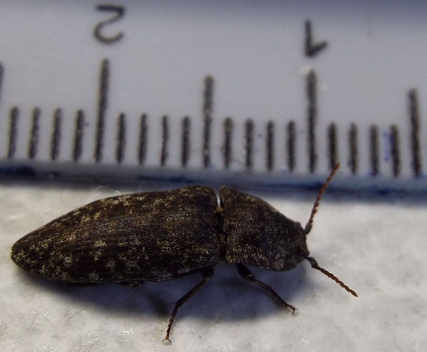 Elateridae:  Agrypnus murinus