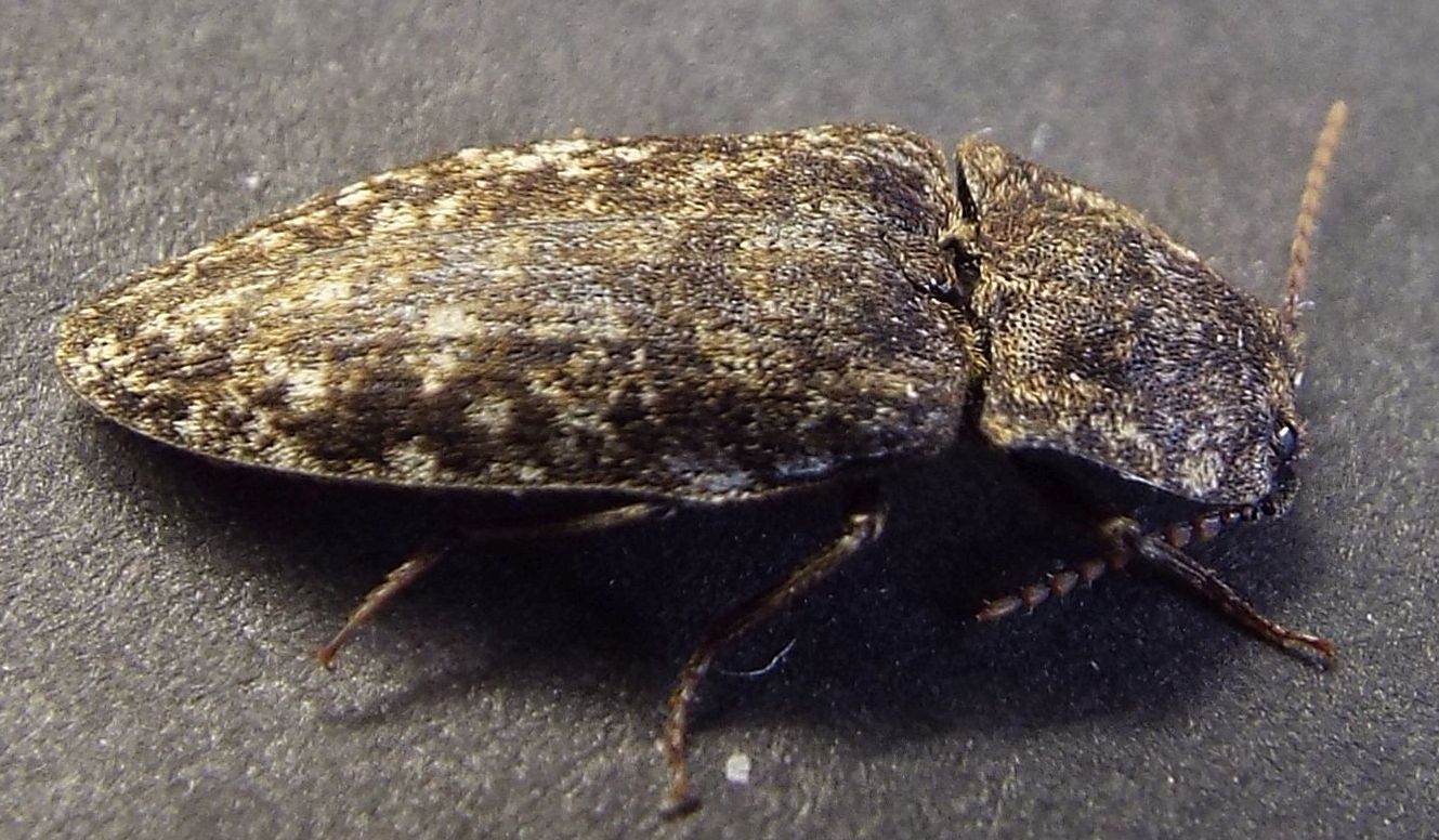 Elateridae:  Agrypnus murinus