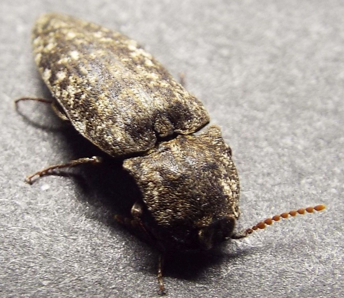 Elateridae:  Agrypnus murinus