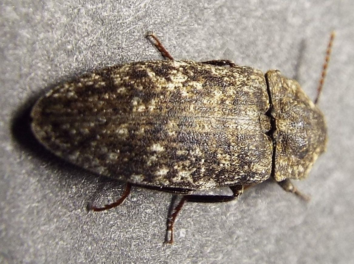 Elateridae:  Agrypnus murinus