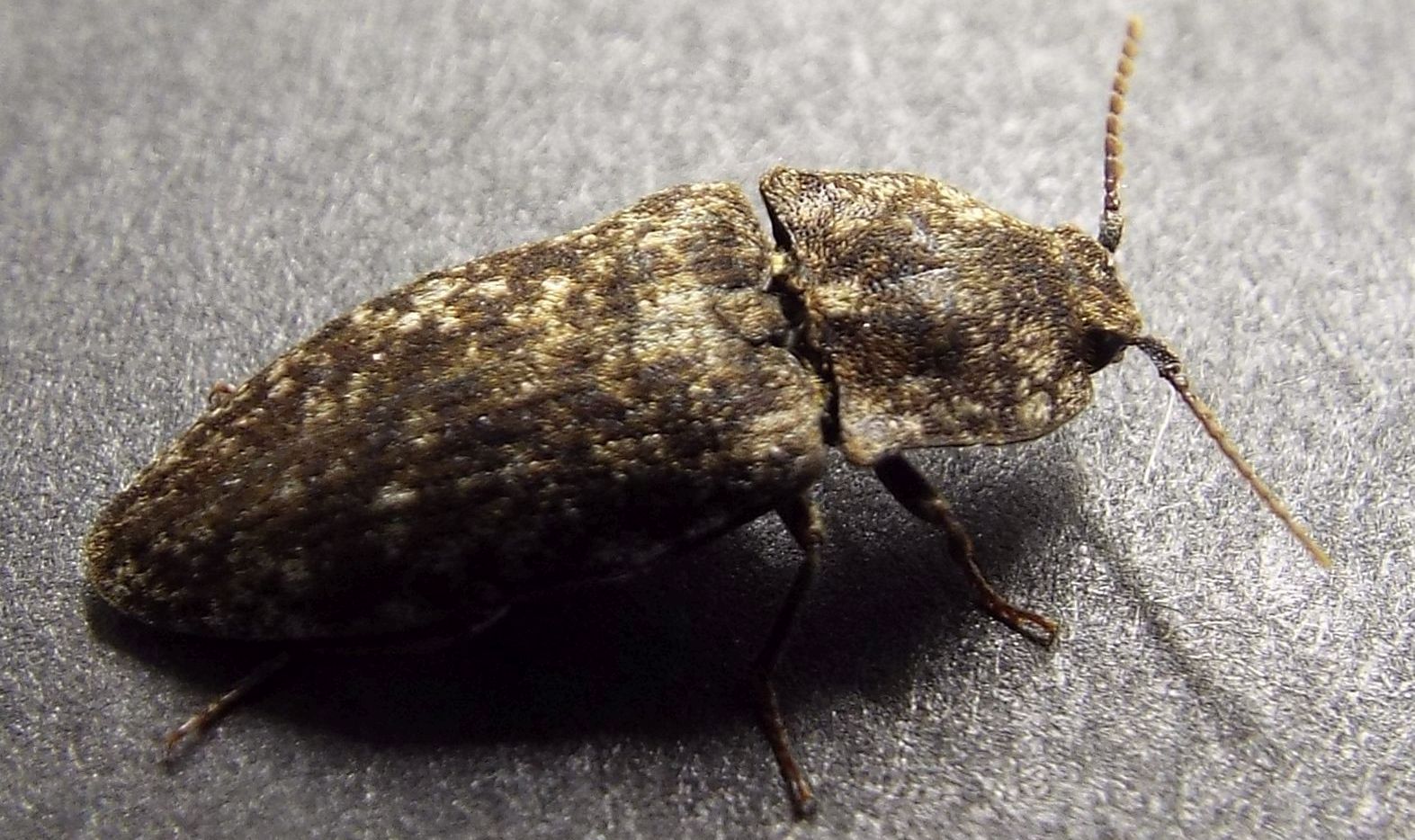 Elateridae:  Agrypnus murinus