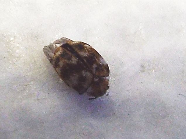 Dermestidae: Anthrenus verbasci