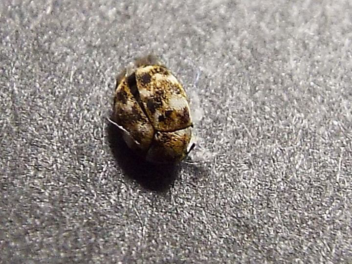 Dermestidae: Anthrenus verbasci
