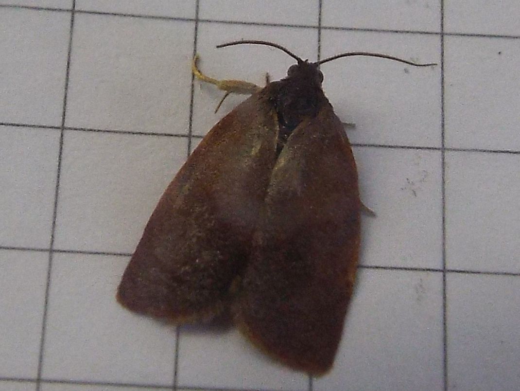 Cacoecimorpha pronubana, maschio  (Tortricidae)