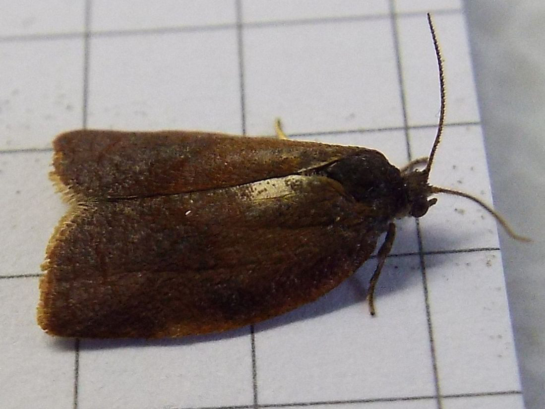 Cacoecimorpha pronubana, maschio  (Tortricidae)