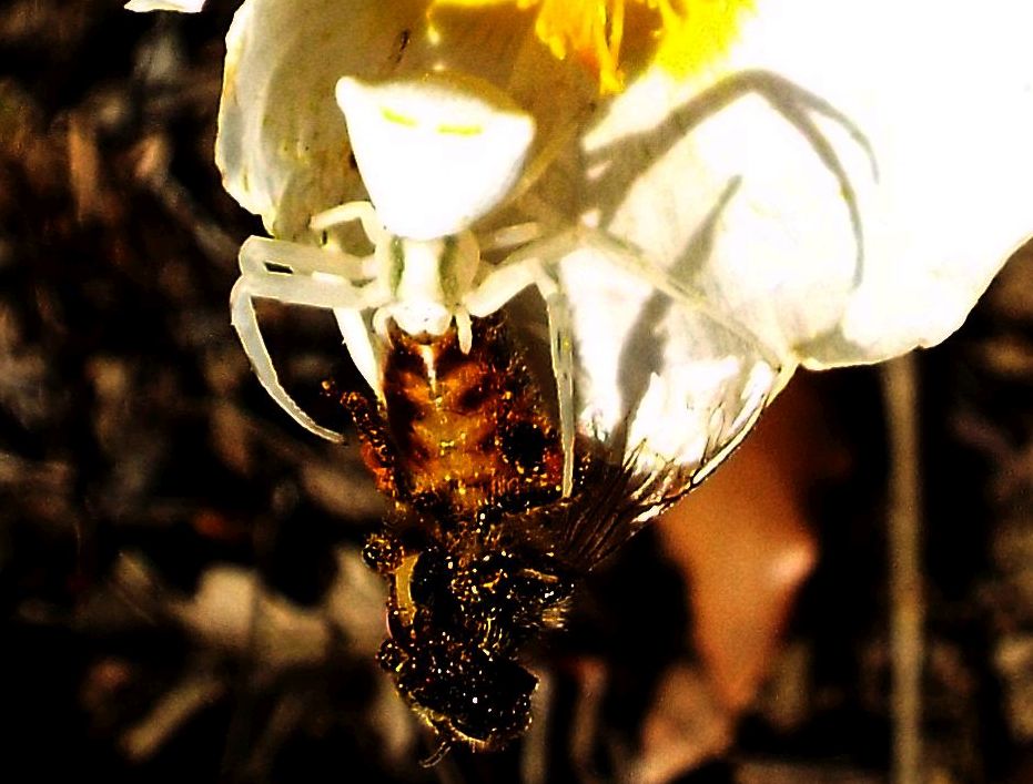 Thomisidae: Thomisus onustus (con preda)  -  Ponsano (Volterra-PI)