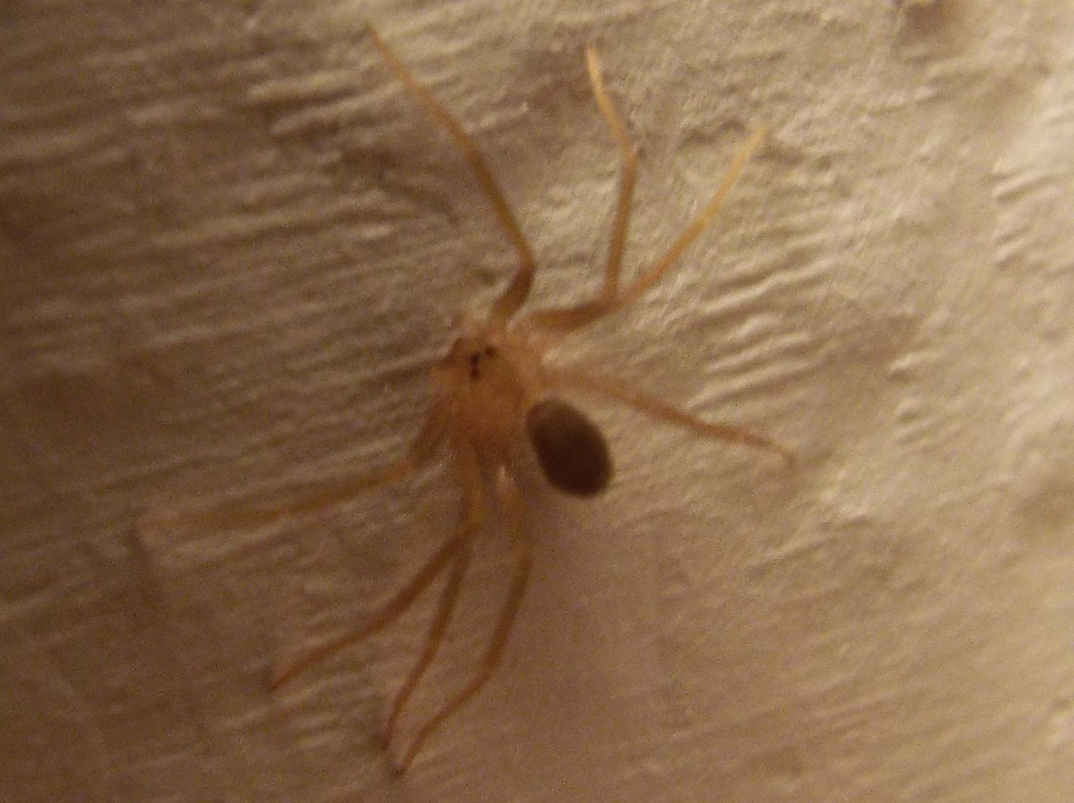 Loxosceles rufescens (Sicariidae)  - Ponsano (Volterra - PI)
