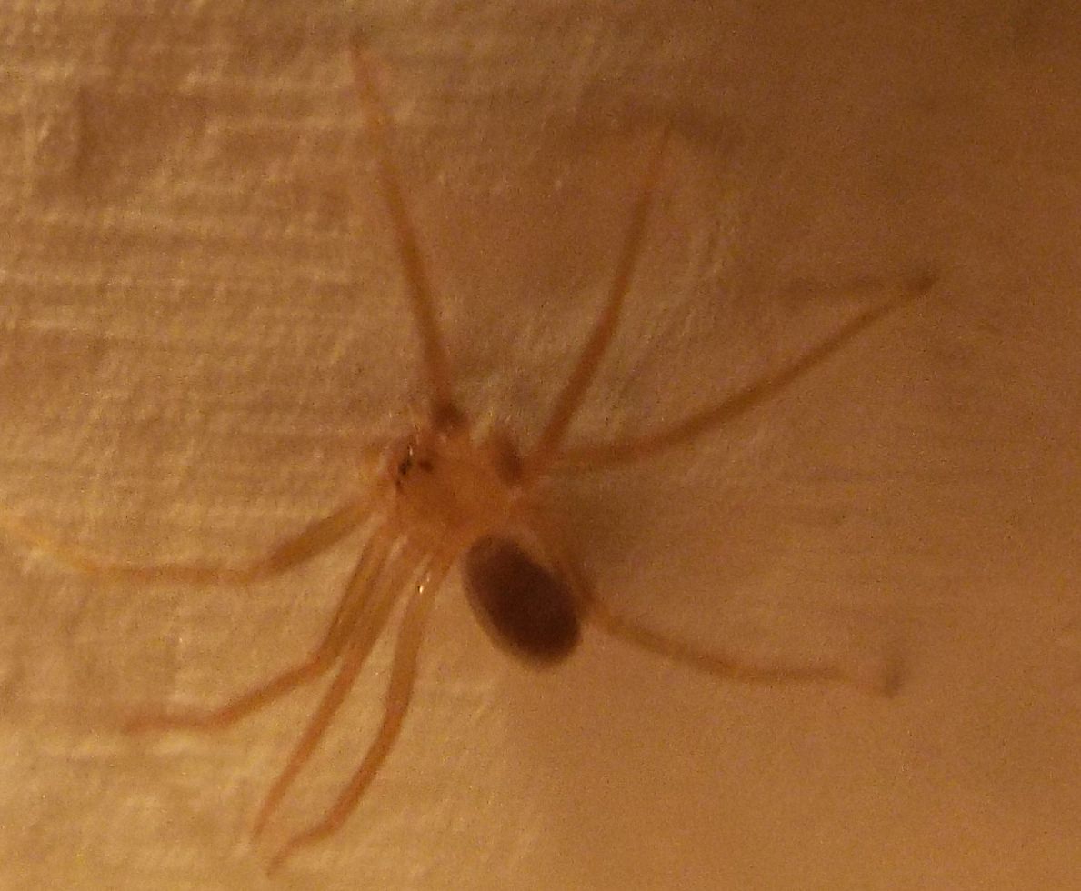 Loxosceles rufescens (Sicariidae)  - Ponsano (Volterra - PI)