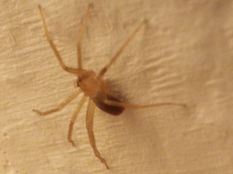 Loxosceles rufescens (Sicariidae)  - Ponsano (Volterra - PI)
