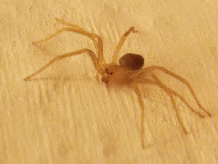 Loxosceles rufescens (Sicariidae)  - Ponsano (Volterra - PI)