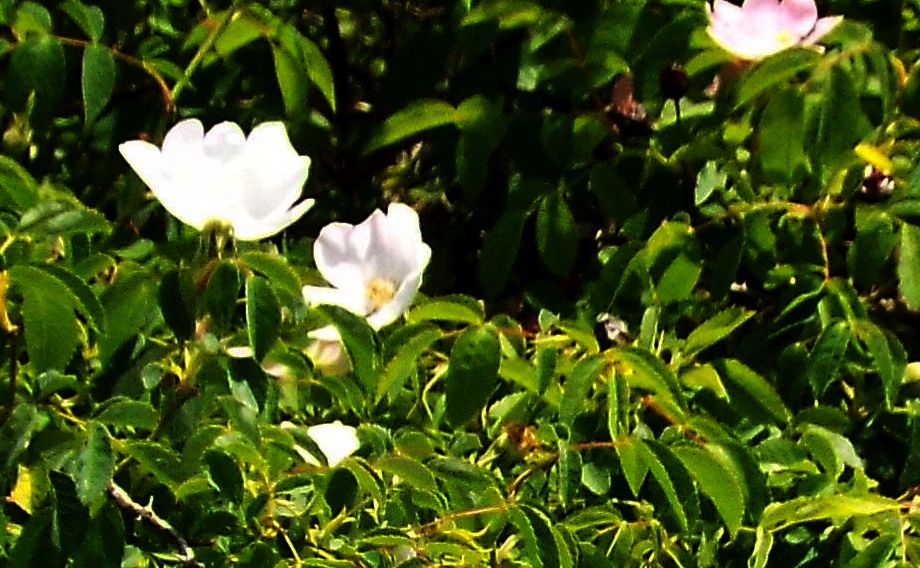 Rosa da identificare: Rosa sp. (mancano elementi per andare oltre)