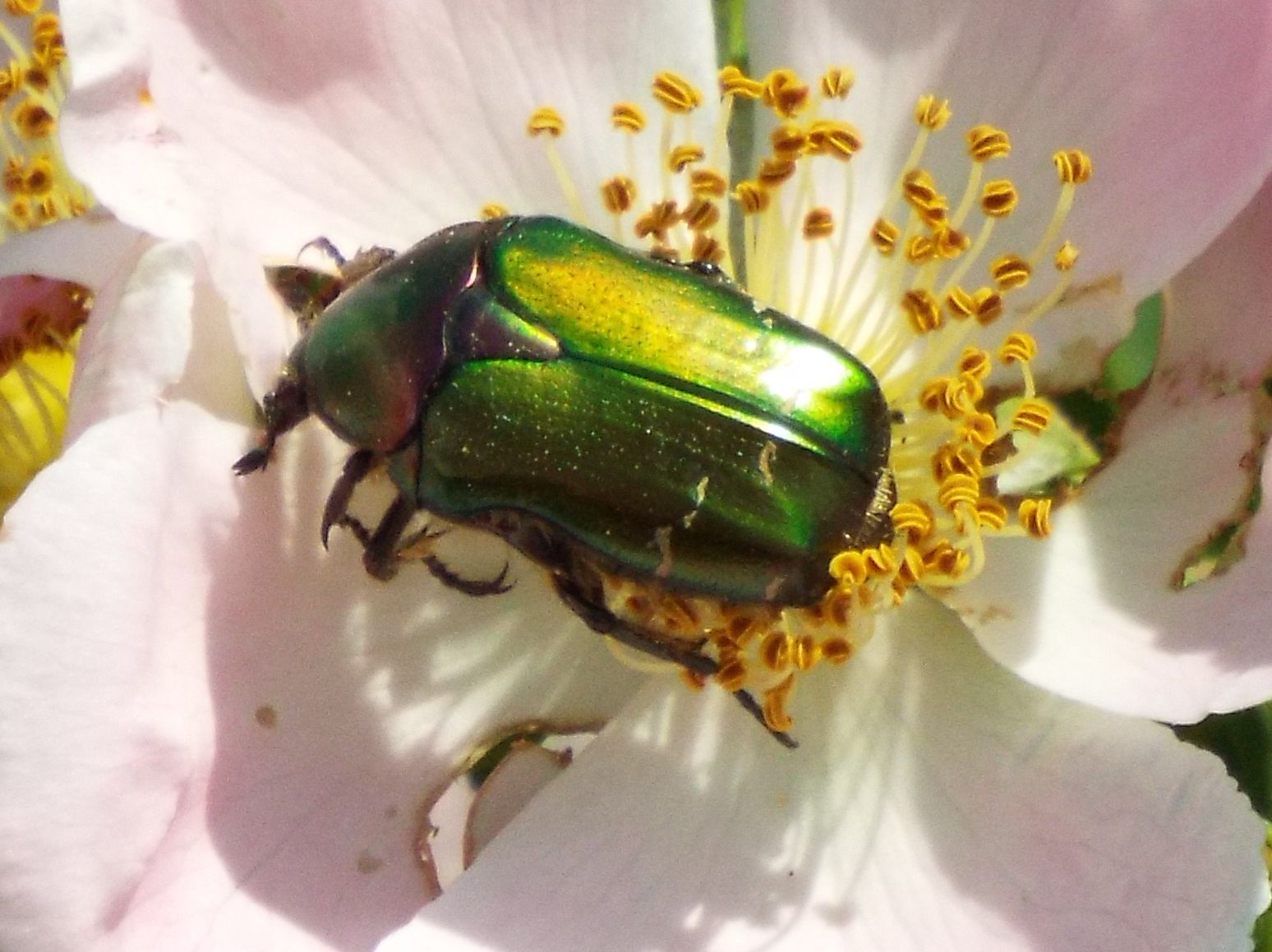 Cetonia aurata?  S, Cetonia aurata pisana (Cetoniidae)