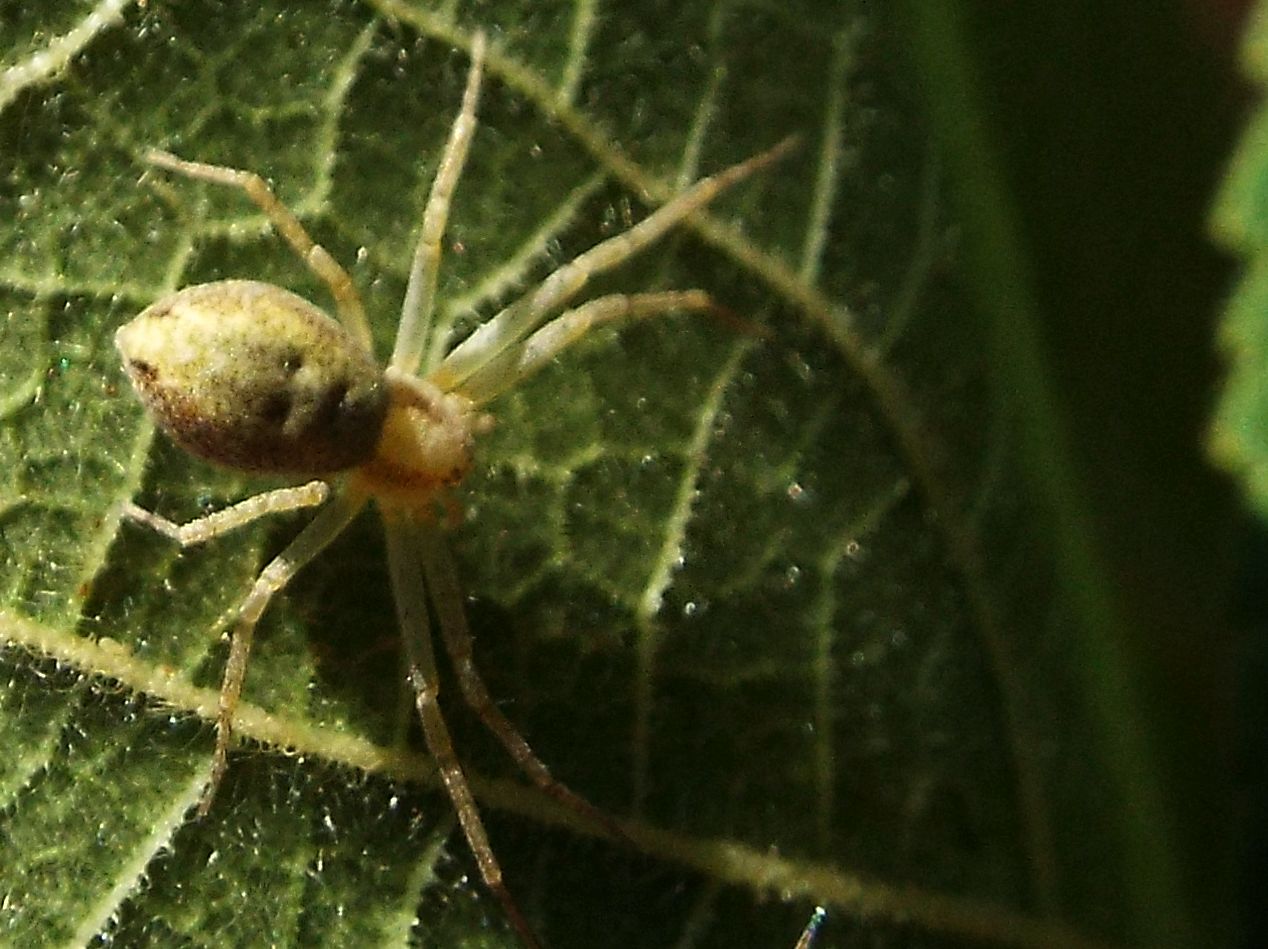 Philodromus sp.   -  Milano