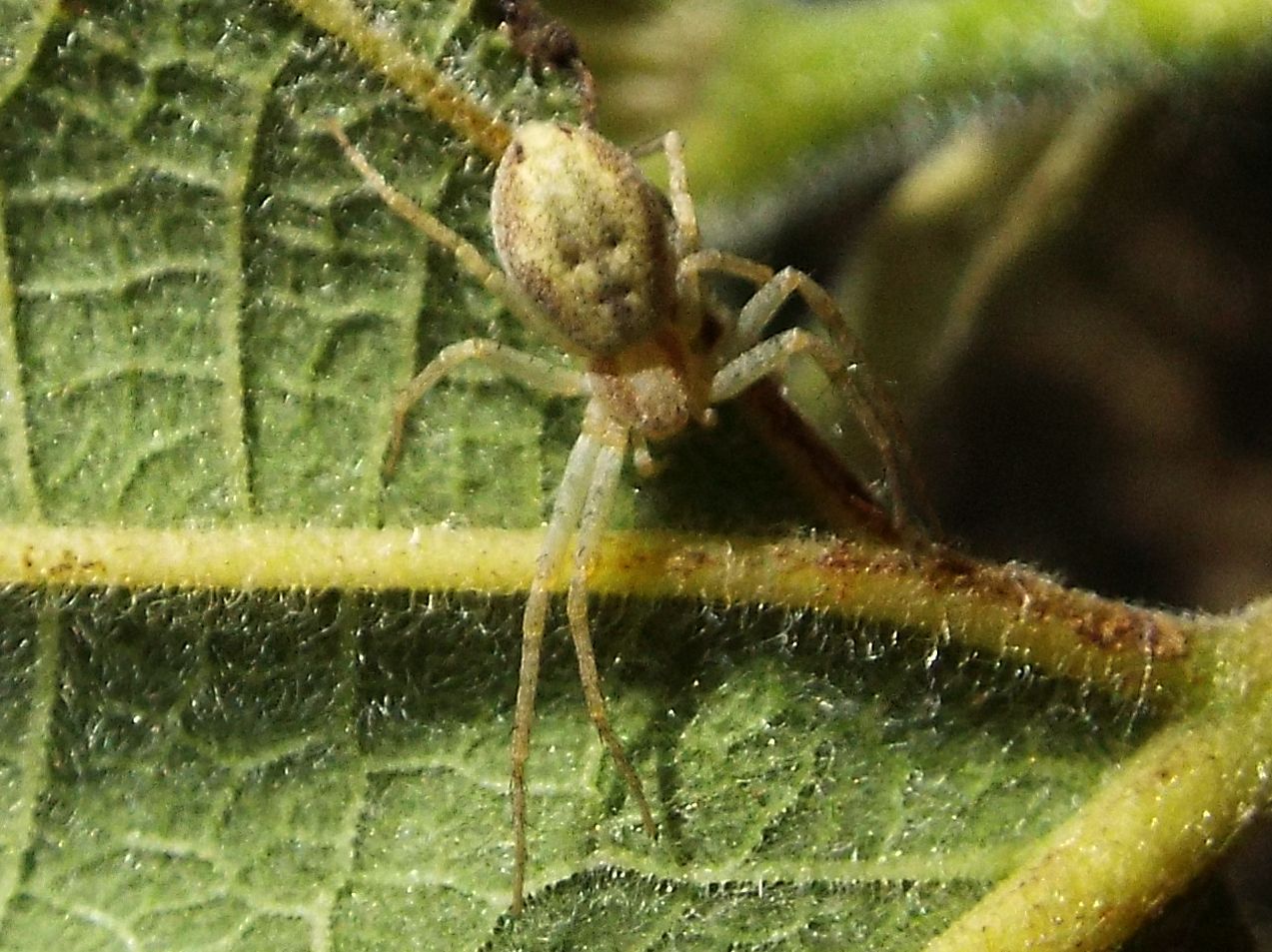 Philodromus sp.   -  Milano