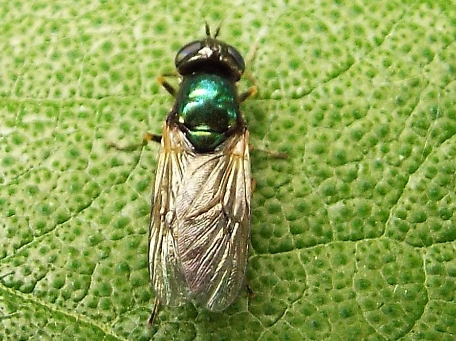 Chloromyia formosa femmina (Stratiomyidae)