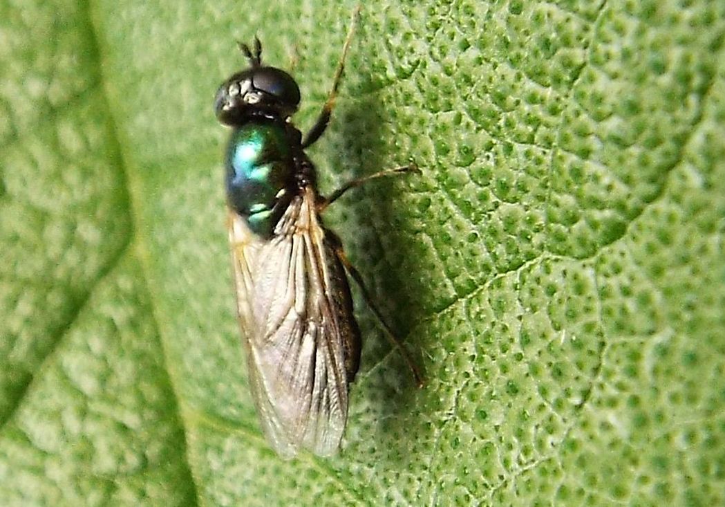 Chloromyia formosa femmina (Stratiomyidae)