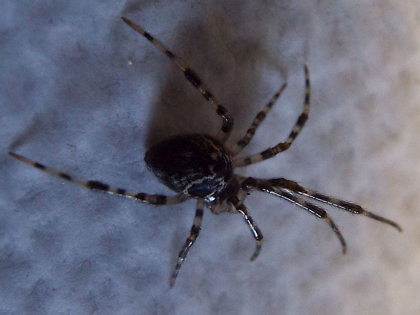 Theridiidae:  Parasteatoda cfr. lunata  - Milano