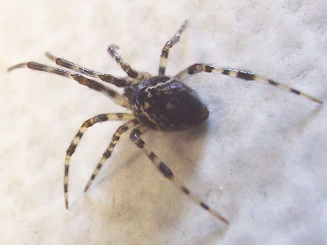 Theridiidae:  Parasteatoda cfr. lunata  - Milano