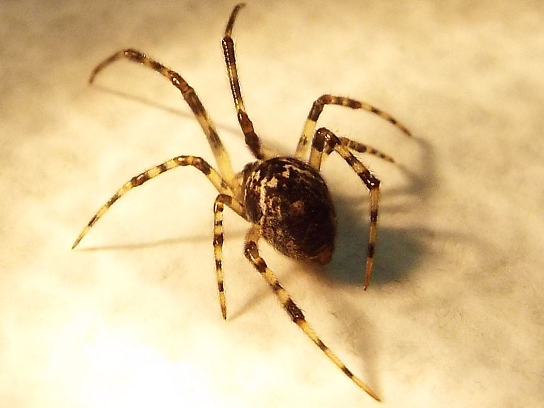 Theridiidae:  Parasteatoda cfr. lunata  - Milano